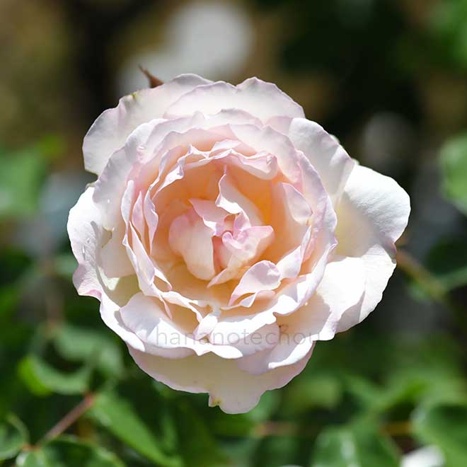 バラ マダム ジョセフ シュワルツ｜花の手帖の薔薇図鑑