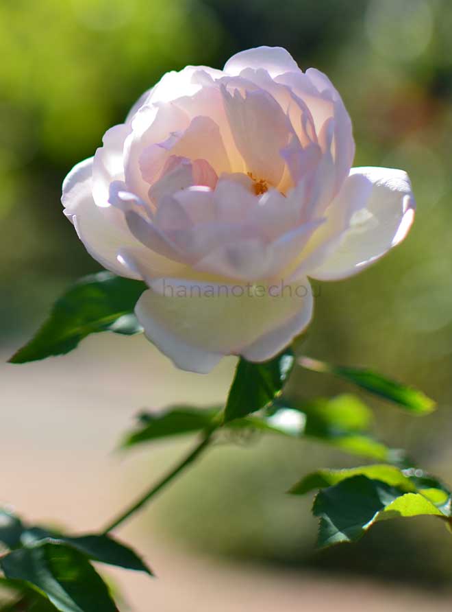 バラ マダム ジョセフ シュワルツ｜花の手帖の薔薇図鑑