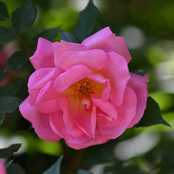 バラ マダム ローレット メッシミー｜花の手帖の薔薇図鑑