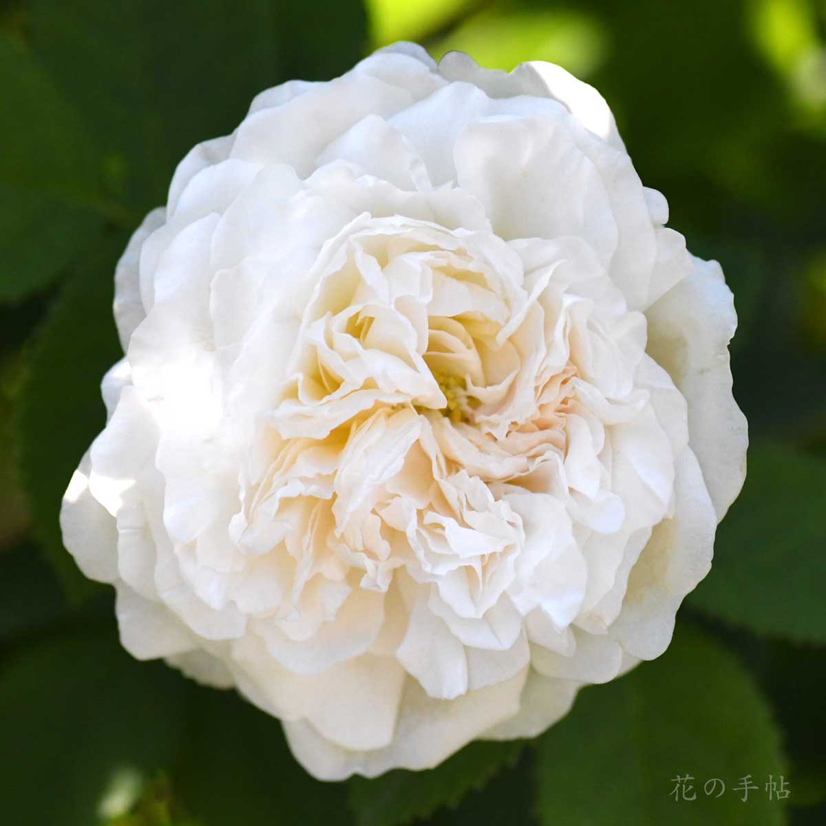 バラ マダムルグラドゥサンジェルマン｜花の手帖の薔薇図鑑