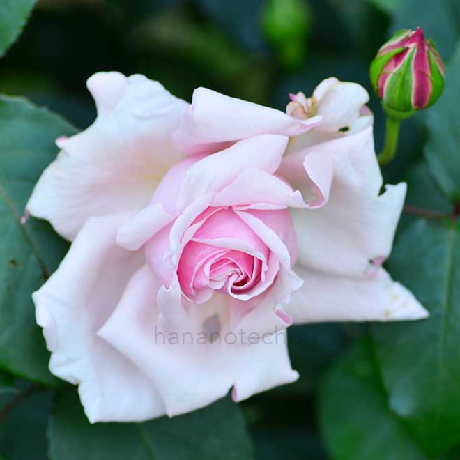 マダムレオンパン|花の手帖の薔薇図鑑