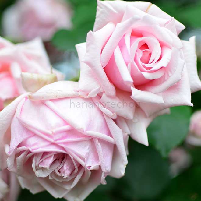 マダムレオンパン|花の手帖の薔薇図鑑