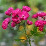 バラ マダム ノルベル ラババスール｜花の手帖の薔薇図鑑