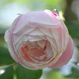 バラ ｜花の手帖の薔薇図鑑