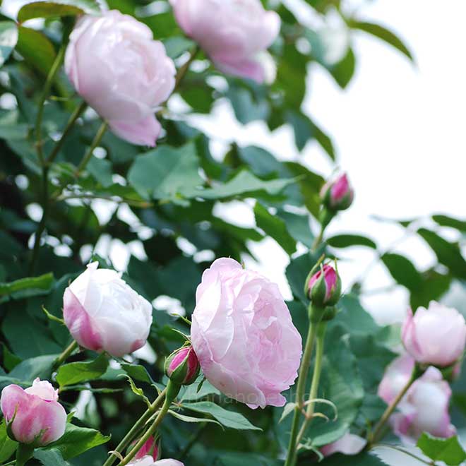 バラ マダムピエールオジェ|花の手帖の薔薇図鑑