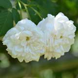 バラ ロサマネッティ｜花の手帖の薔薇図鑑