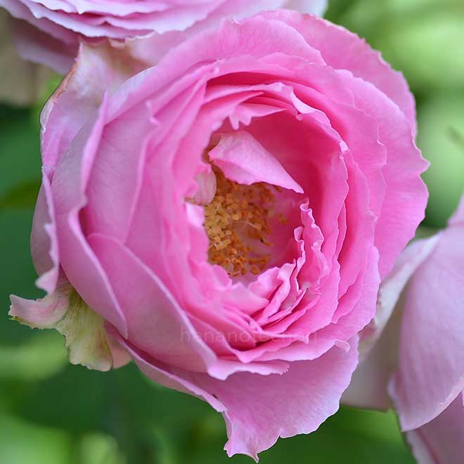 バラ マダムルナイー｜花の手帖の薔薇図鑑