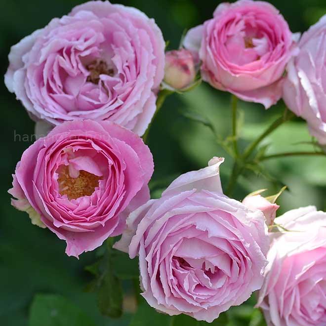 バラ マダムルナイー｜花の手帖の薔薇図鑑