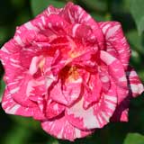 バラ モダン タイムズ|花の手帖の薔薇図鑑