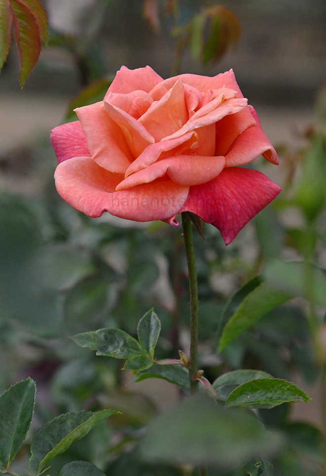 バラ モハベ|花の手帖の薔薇図鑑