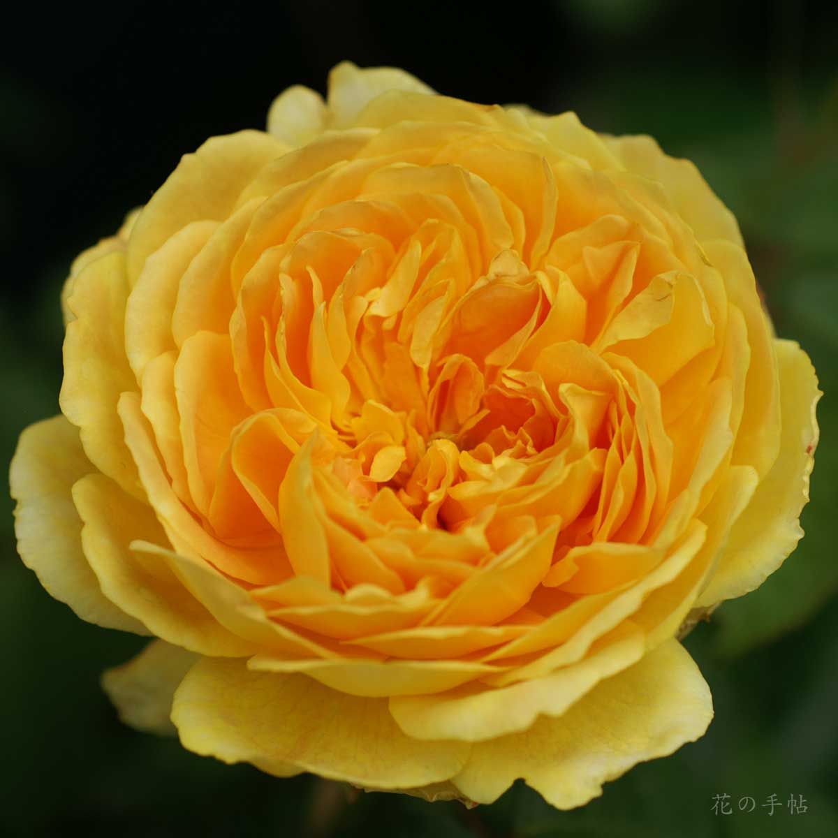 バラ モリニュー|花の手帖の薔薇図鑑