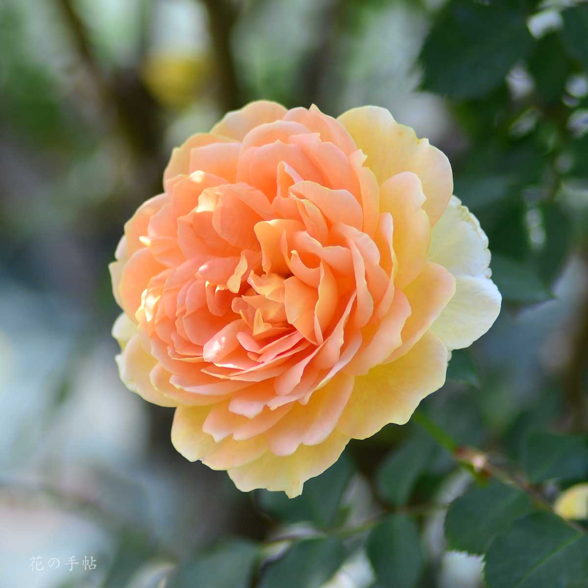 バラ モリニュー|花の手帖の薔薇図鑑