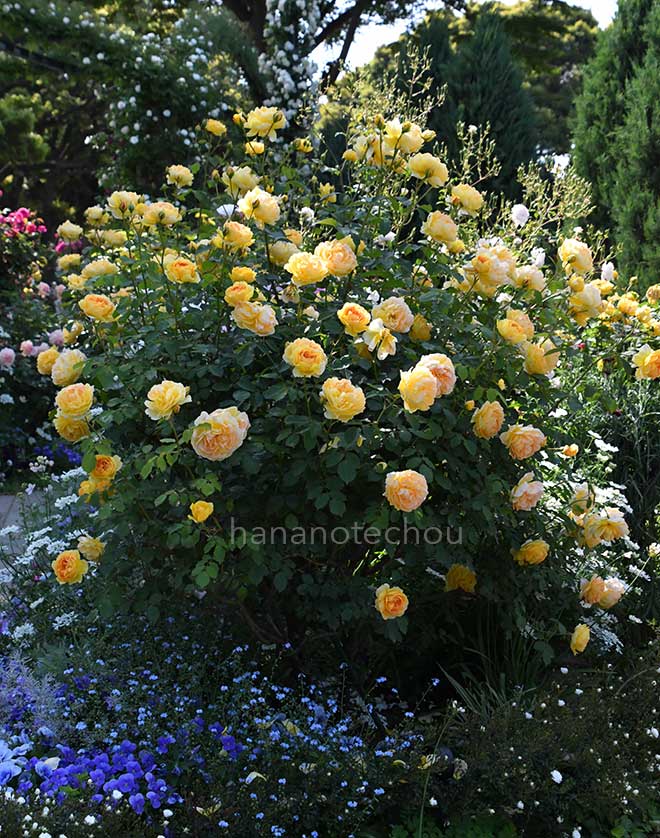 バラ モリニュー|花の手帖の薔薇図鑑