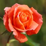 バラ モニカ｜花の手帖の薔薇図鑑