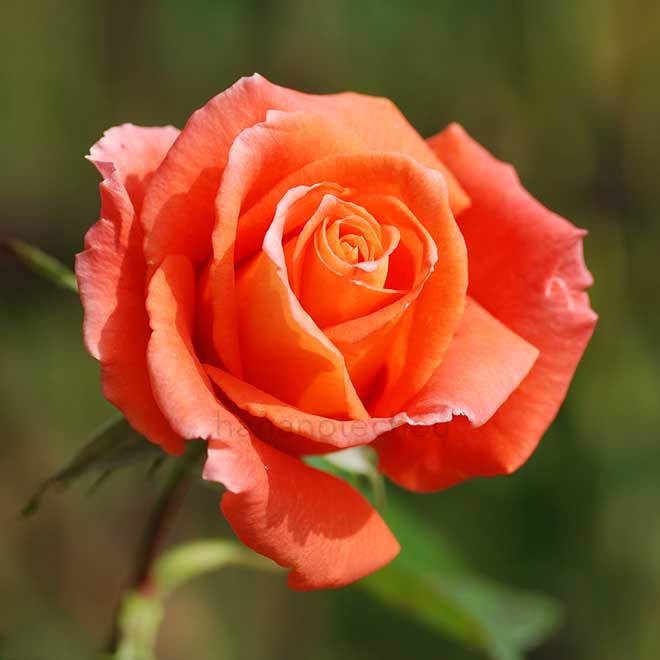 バラ モニカ｜花の手帖の薔薇図鑑