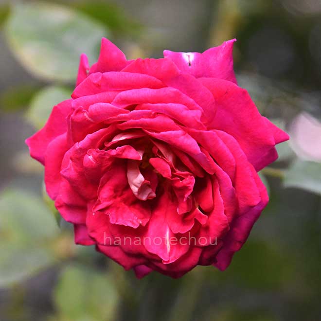 バラ モニカ ベルッチ｜花の手帖の薔薇図鑑