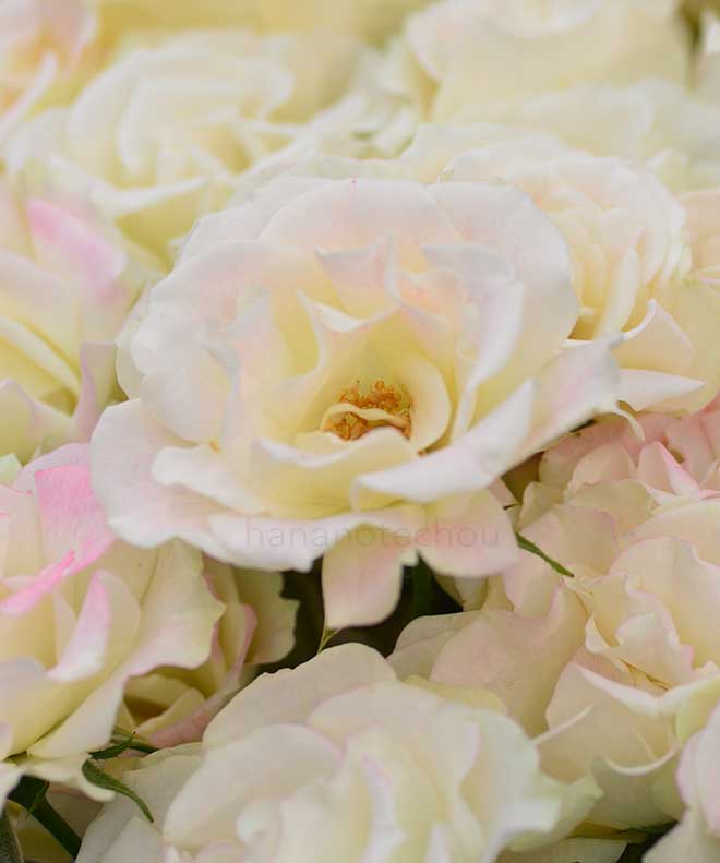 バラ モンロー ウォーク|花の手帖の薔薇図鑑