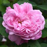バラ ムッシュ ドゥ モラン｜花の手帖の薔薇図鑑