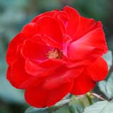 バラ モンタナ|花の手帖の薔薇図鑑