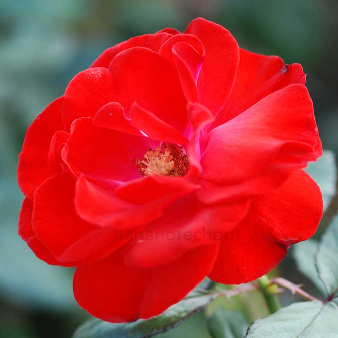 バラ モンタナ｜花の手帖の薔薇図鑑