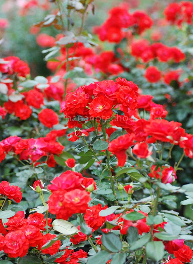 バラ モンタナ｜花の手帖の薔薇図鑑