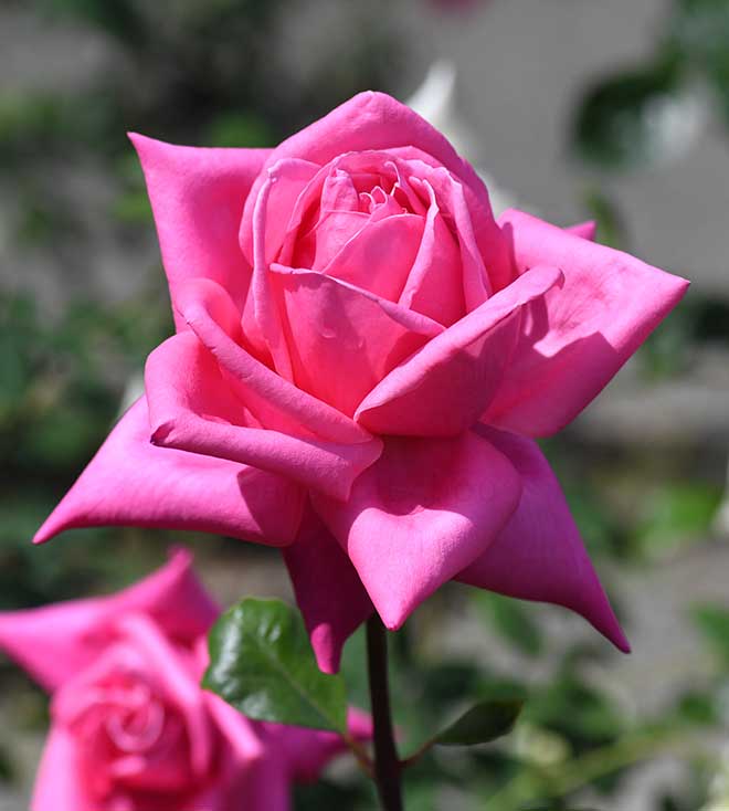 バラ モンテスキュー｜花の手帖の薔薇図鑑