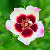 バラ ムーンライト バビロン｜花の手帖の薔薇図鑑