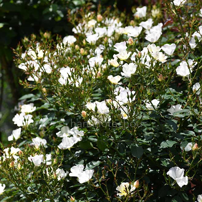 バラ モーニングコール|花の手帖の薔薇図鑑