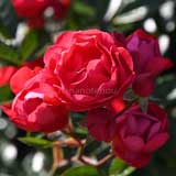 バラ マザーズデイ|花の手帖の薔薇図鑑