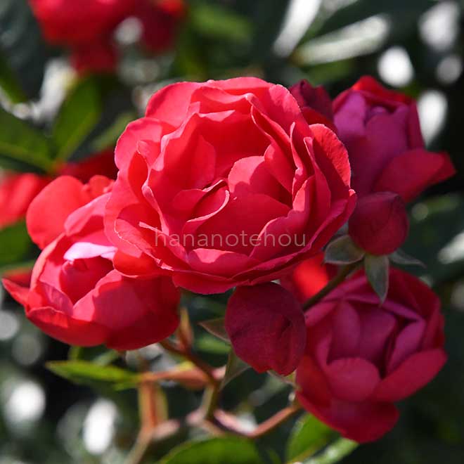 バラ マザーズデー｜花の手帖の薔薇図鑑