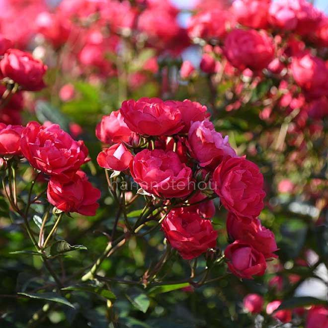 バラ マザーズデー｜花の手帖の薔薇図鑑