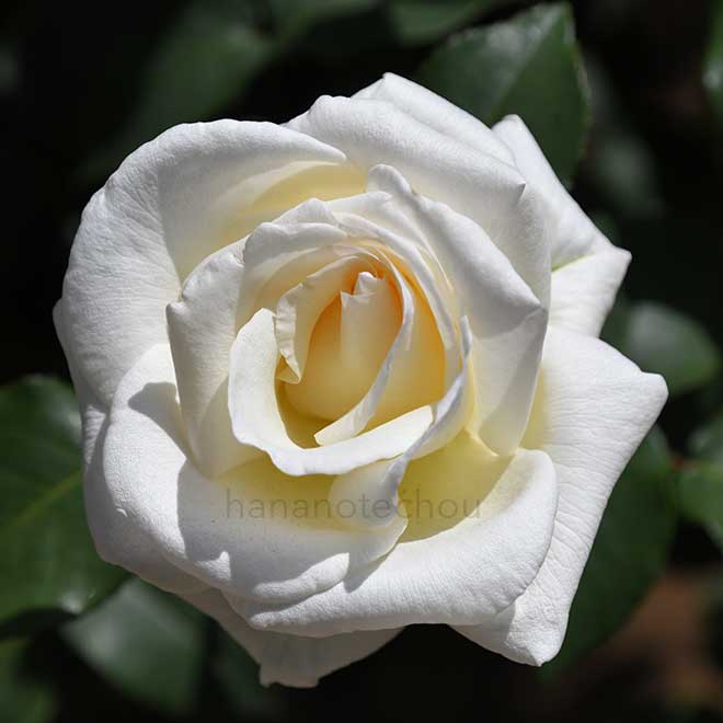 バラ マウント シャスタ|花の手帖の薔薇図鑑