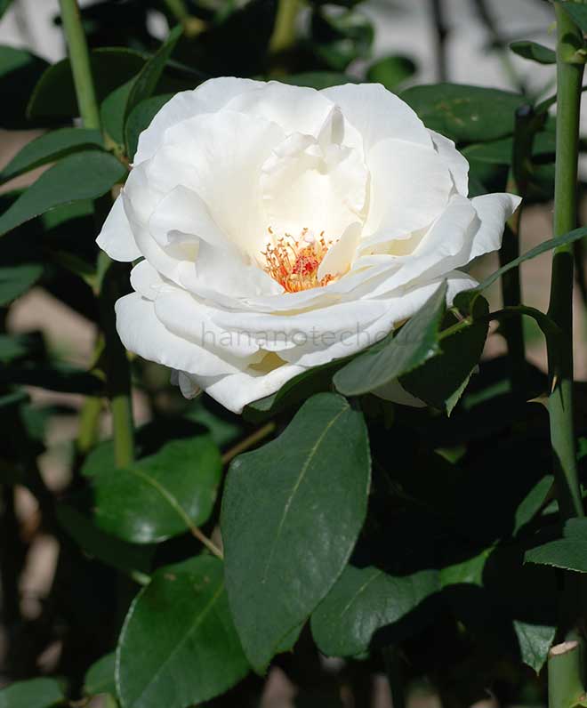 バラ マウント シャスタ|花の手帖の薔薇図鑑