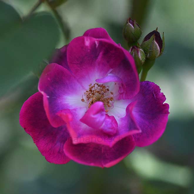 バラ ミスター ブルーバード|花の手帖の薔薇図鑑