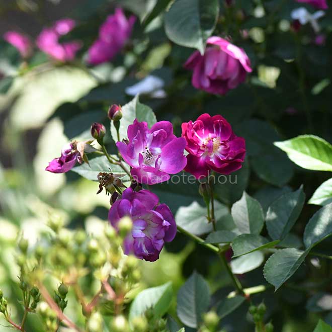 バラ ミスター ブルーバード|花の手帖の薔薇図鑑