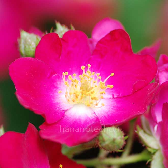 バラ マージョリーフェア｜花の手帖の薔薇図鑑