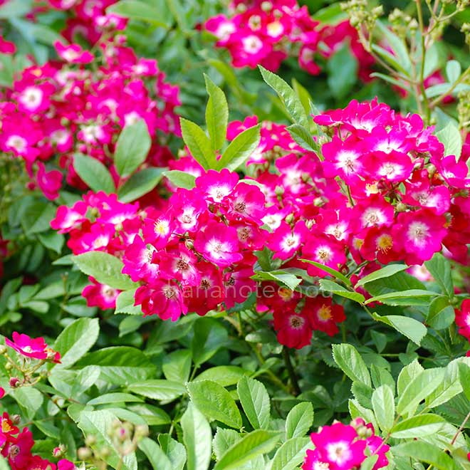 バラ マージョリーフェアー｜花の手帖の薔薇図鑑