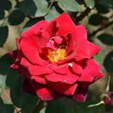 バラ ミスターリンカーン|花の手帖の薔薇図鑑