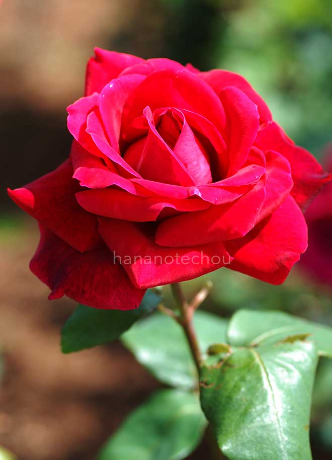 バラ ミスター リンカーン|花の手帖の薔薇図鑑