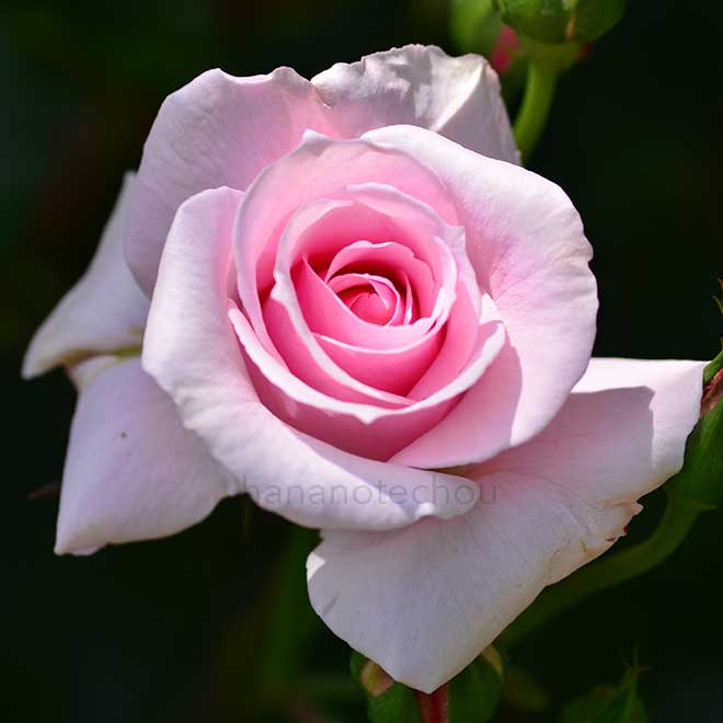 バラ ミセス ヘンリー モース|花の手帖の薔薇図鑑