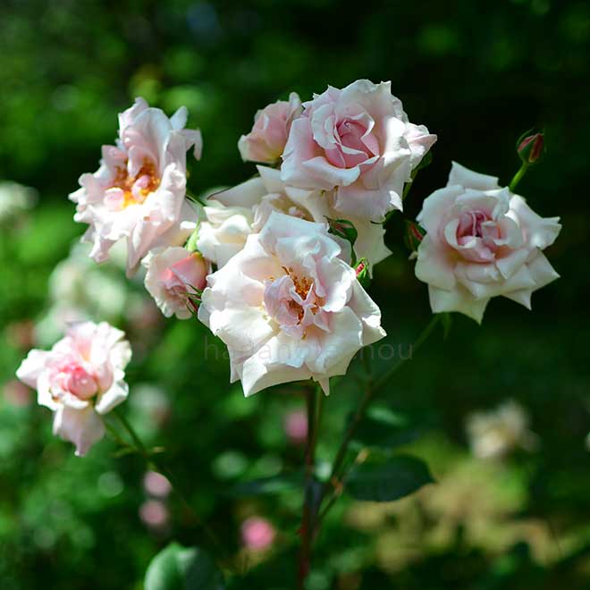 バラ ミセス ヘンリー モース|花の手帖の薔薇図鑑