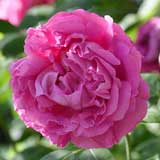 バラ ミセスジョンレイン｜花の手帖の薔薇図鑑