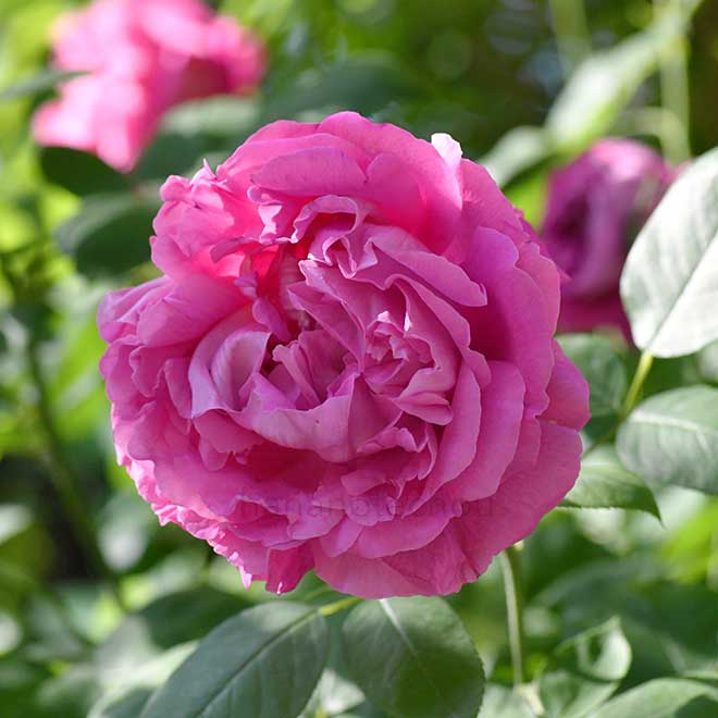 バラ ミセス ジョン レイン｜花の手帖の薔薇図鑑