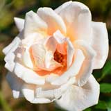 バラ ミセス ラヴェル スウィッシャー|花の手帖の薔薇図鑑