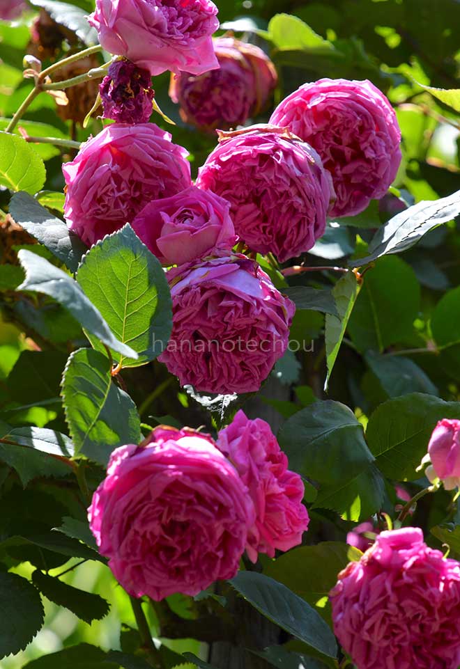 バラ ミセス レイノルズホール｜花の手帖の薔薇図鑑