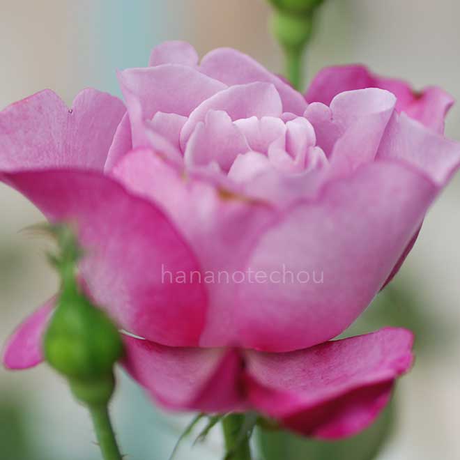 バラ ミュリエル ロバン｜花の手帖の薔薇図鑑