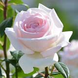 バラ マイガーデン|花の手帖の薔薇図鑑