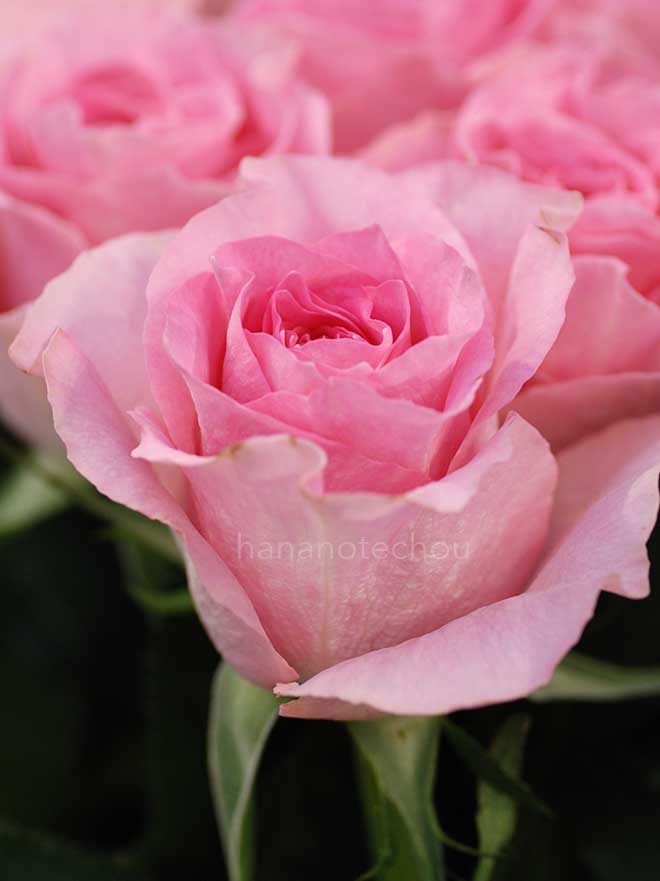 バラ マイ ガール｜花の手帖の薔薇図鑑