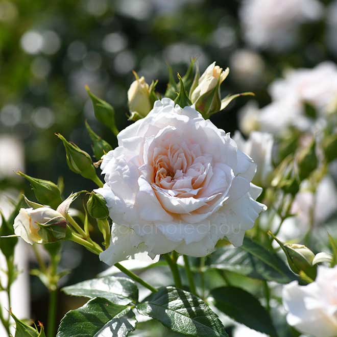 バラ ナディーヌエクセラリッシ｜花の手帖の薔薇図鑑