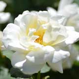 バラ |花の手帖の薔薇図鑑